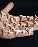 Haai - Fossiele tand - Cretolamna (Zonder minimumprijs)