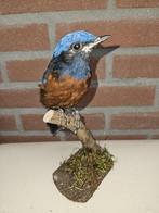 Roodbuik rotslijster Taxidermie volledige montage -, Nieuw