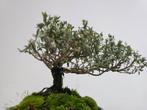 Bonsai van Timo - Hoogte (boom): 10 cm - Diepte (boom): 10