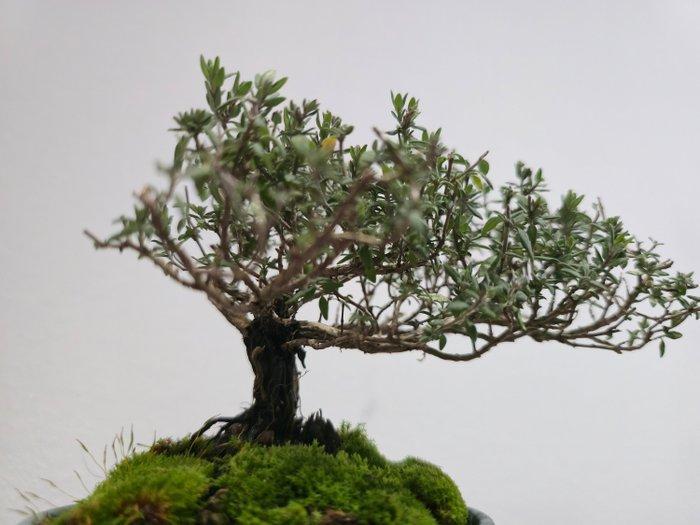 Bonsai van Timo - Hoogte (boom): 10 cm - Diepte (boom): 10, Antiek en Kunst, Curiosa en Brocante