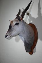 Large Safari head-mount Taxidermie wandmontage - Eland -, Nieuw