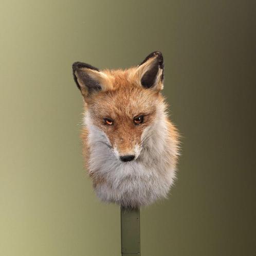 Vos Taxidermie Opgezette Dieren By Max, Verzamelen, Dierenverzamelingen, Opgezet dier, Nieuw, Wild dier, Ophalen of Verzenden