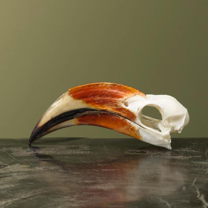 Von der Deckens Tok M Schedel, Verzamelen, Dierenverzamelingen, Opgezet dier, Nieuw, Vogel, Ophalen of Verzenden