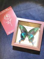 Vlinder Taxidermie volledige montage - Green-banded, Nieuw