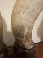 rund Hoorns - Corna bovine - 36 cm - 10 cm - 36 cm - (2)