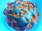 Miyako 12-15cm  tosai mix (Japanse Koi), Ophalen of Verzenden, Nieuw