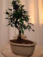Chinese iep bonsai (Ulmus parviflora) - Hoogte (boom): 26 cm