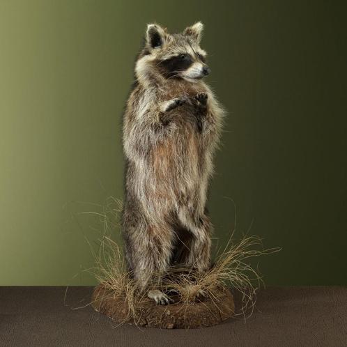 Wasbeer Taxidermie Opgezette Dieren By Max, Verzamelen, Dierenverzamelingen, Opgezet dier, Nieuw, Wild dier, Ophalen of Verzenden