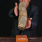 Molaire fossile de Mammuthus primigenius - Époque du, Nieuw