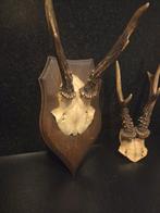 Chevreuil Ramure de cervidés - Capreolus capreolus - 28 cm -, Collections, Collections Animaux