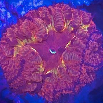 Blastomussa Iron Man (1 kop) beschikbaar voor biedingen