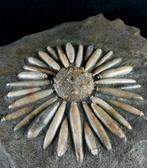 Enorme fossiele zeester van hoge kwaliteit!!! - Schelp met, Verzamelen