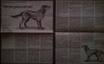 De hond in de boekenkast - 1962-2019