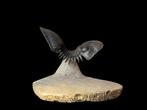 Trilobiet - Gefossiliseerd dier - Paralejurus spatuliformis