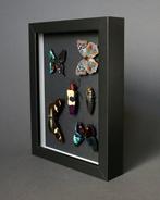 Vlinder Taxidermie volledige montage - Chrysochroa buqueti x