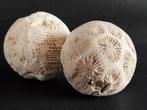 fossiele koraalbollen - koraal