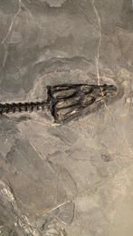 Nothosaurus - Fossiel skelet - Nothosaurus youngi - 58 cm -