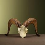 Argali Schedel Taxidermie Opgezette Dieren By Max, Ophalen of Verzenden, Nieuw, Wild dier, Opgezet dier