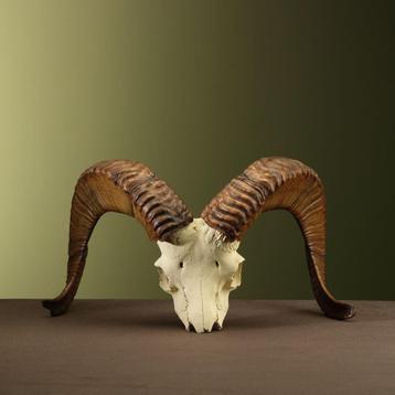 Argali Schedel Taxidermie Opgezette Dieren By Max, Ophalen of Verzenden, Opgezet dier