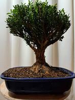Buxus Harlandii bonsai in bonsaischaal - Hoogte (boom): 25