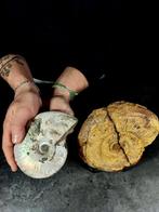 aangeraden - Gefossiliseerd dier - cleoniceras +, Verzamelen, Mineralen en Fossielen