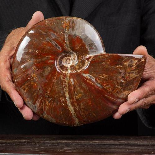 Exclusive zeldzame Poolse rode en Cleoniceras -, Verzamelen, Mineralen en Fossielen