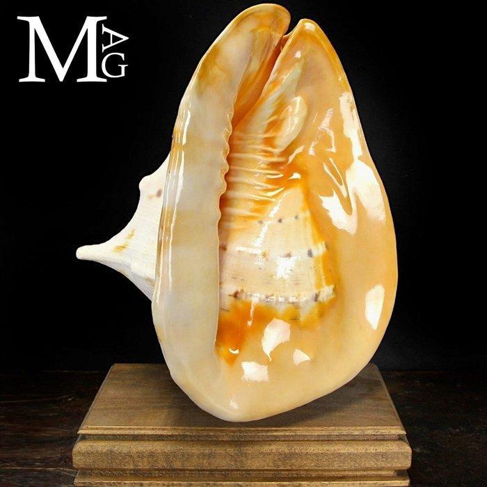 Exemplaar van mariene fauna - extra groot met hoorns -, Verzamelen, Mineralen en Fossielen