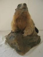 Marmotte des Alpes Support de corps entier pour taxidermie -