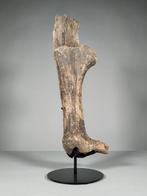 Megalocero hoorns deel - Fossiel bot - Megaloceros giganteus, Verzamelen