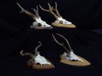 abnormal Roebuck  trophies Schedel - Capreolus capreolus - 0, Verzamelen, Dierenverzamelingen, Nieuw