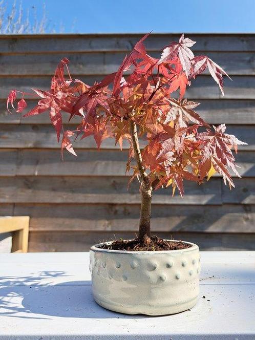 Japanese maple bonsai (Acer palmatum) - Hoogte (boom): 25 cm, Antiek en Kunst, Curiosa en Brocante