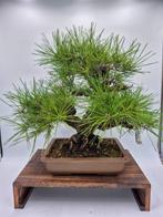 Bonsai Pinus Thunbergii Corticosa - Zeldzame vondst - Hoogte