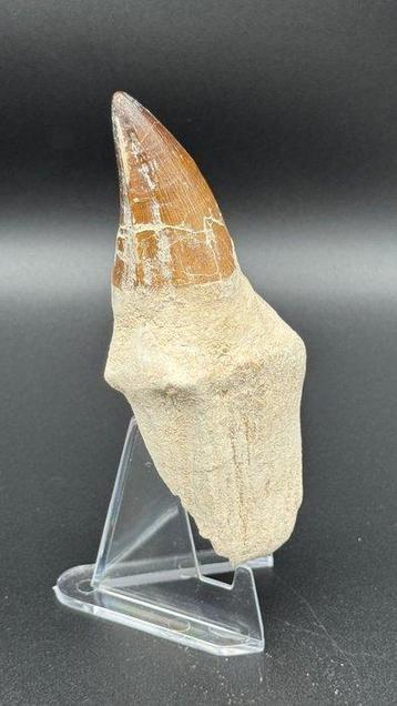 Mosasaure - Dent fossile - Mosasaurus sp. (Sans Prix de, Collections