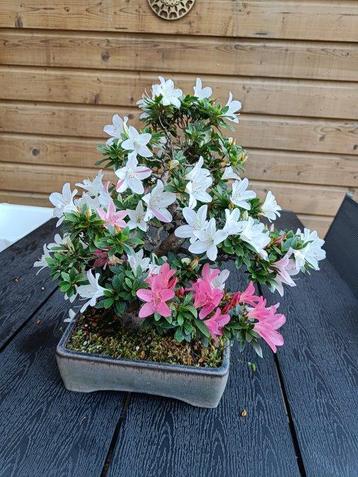 Bonsaï Azalée (Rhododendron) - Hauteur (arbre) : 38 cm -