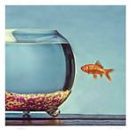 Mr Strange - The Goldfish