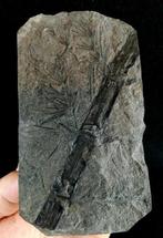 Fossiele plant met uitzonderlijke conservering!! - Cola de