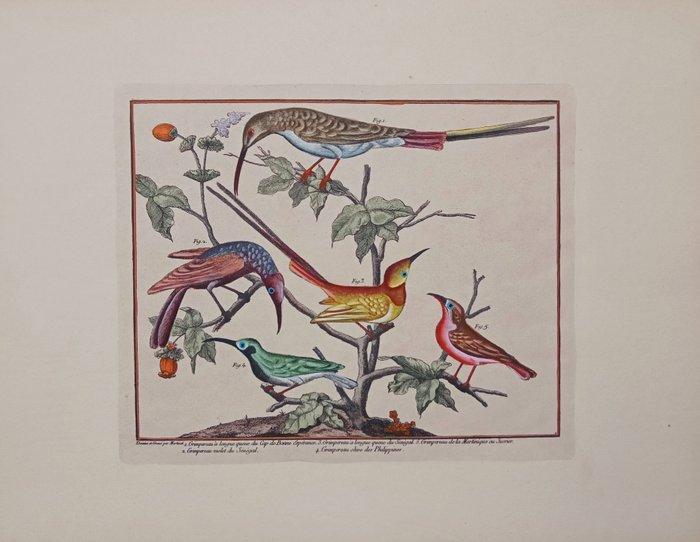 Francois Nicolas Martinet - Tavole ornitologiche XIX sec., Antiek en Kunst, Curiosa en Brocante