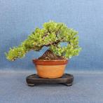 Jeneverbes bonsai (Juniperus) - Hoogte (boom): 14 cm -