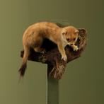 Wezel Taxidermie Opgezette Dieren By Max, Ophalen of Verzenden, Nieuw, Wild dier, Opgezet dier