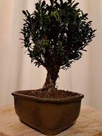 Bonsaï Buxus Harlandii dans un plateau à bonsaï. - Hauteur