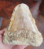 Haai - Fossiele tand - Megalodon - 12.5 cm