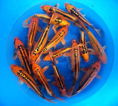Hirasawa Marusei 28-35cm (Japanse Koi), Tuin en Terras, Vijvers, Nieuw, Ophalen of Verzenden
