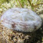 Clypeasteroida (Zand dollar/Sanddollar)