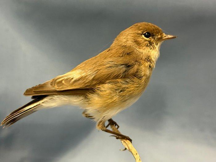 Robin Vliegenvanger Taxidermie volledige montage - Ficedula, Verzamelen, Dierenverzamelingen
