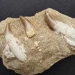 Natural Fossil mosasaur jaw - Gefossiliseerde kaak -