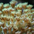 Goniopora Tenuidens Frag (2-3 cm), Dieren en Toebehoren, Vissen | Aquariumvissen