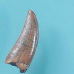 Dinosaurus - Fossiele tand - Abelisaurus - 22 mm - 8 mm