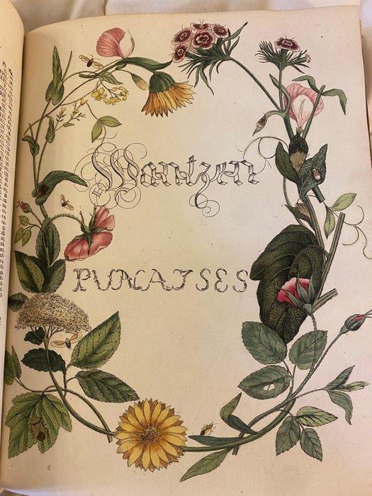 Caspar Stoll - Cicadas and Tree Bugs: Natuurlyke en naar t, Antiek en Kunst, Antiek | Boeken en Manuscripten