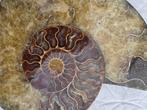 Ammoniet - Gefossiliseerde schelp - Aioloceras (Cleoniceras), Verzamelen