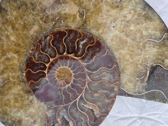 Ammoniet - Gefossiliseerde schelp - Aioloceras (Cleoniceras), Verzamelen, Mineralen en Fossielen